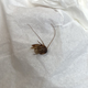 Imagen para el artículo titulado Esta chica se despertó con una cucaracha dentro del oído. Tardaron más de una semana en sacársela